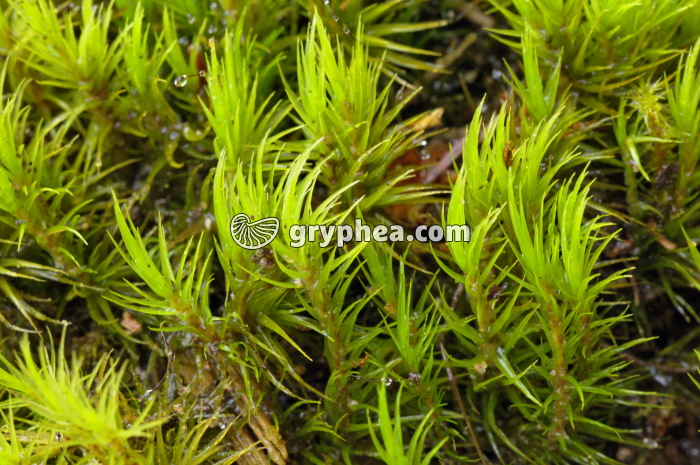 Mousse (Dicranum scoparium) - gryphea.org